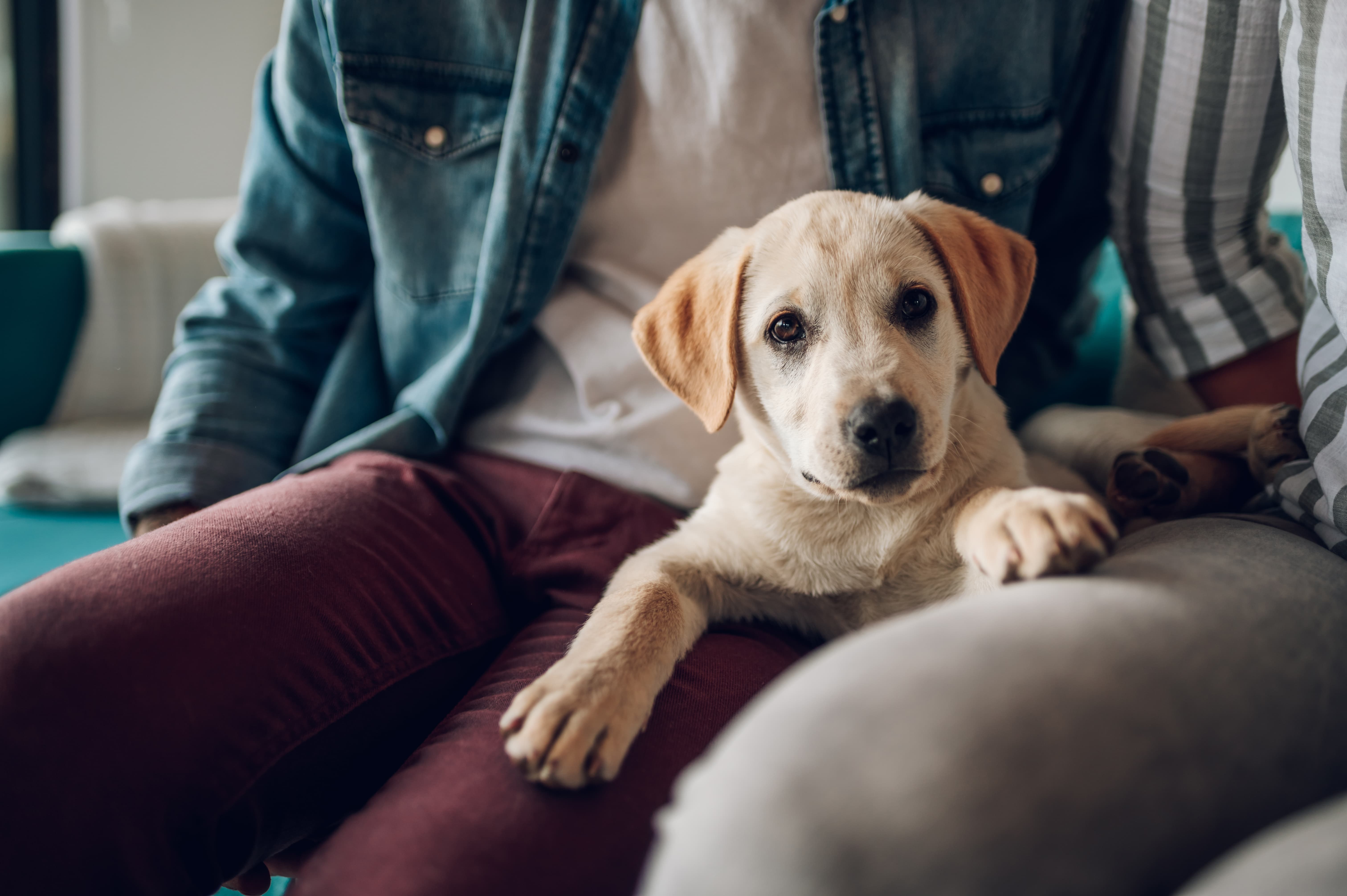 Cachorro filhote, sentado entre duas pessoas, com as patas apoiadas em suas pernas