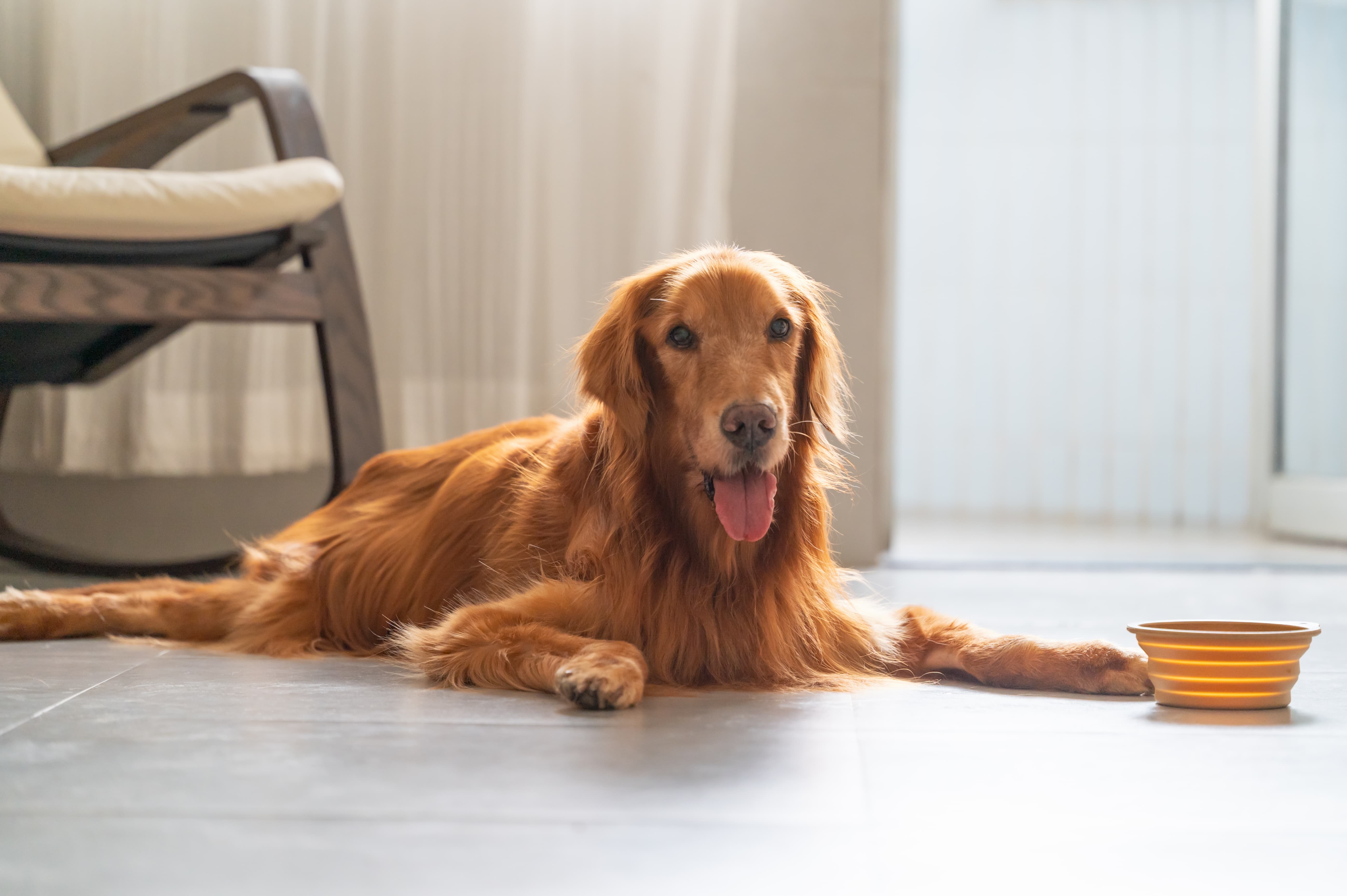 Cachorro Golden Retriever deitado no chão sem querer comer, ao lado de um comedouro