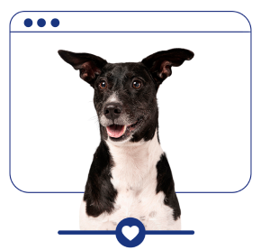 Página do Programa Adotar é Tudo de Bom