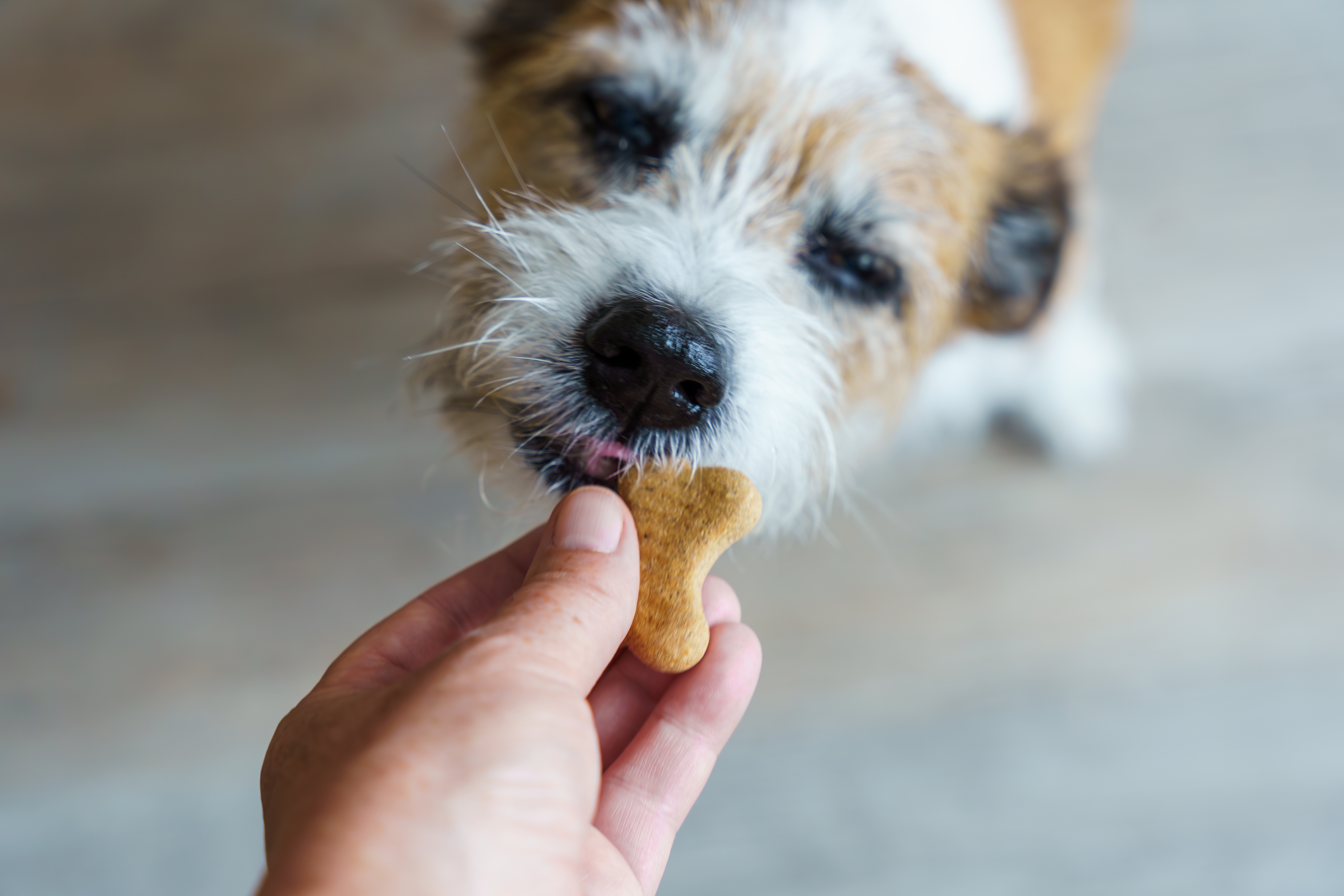 Cachorro prestes a comer um biscoito oferecido por uma mão humana.