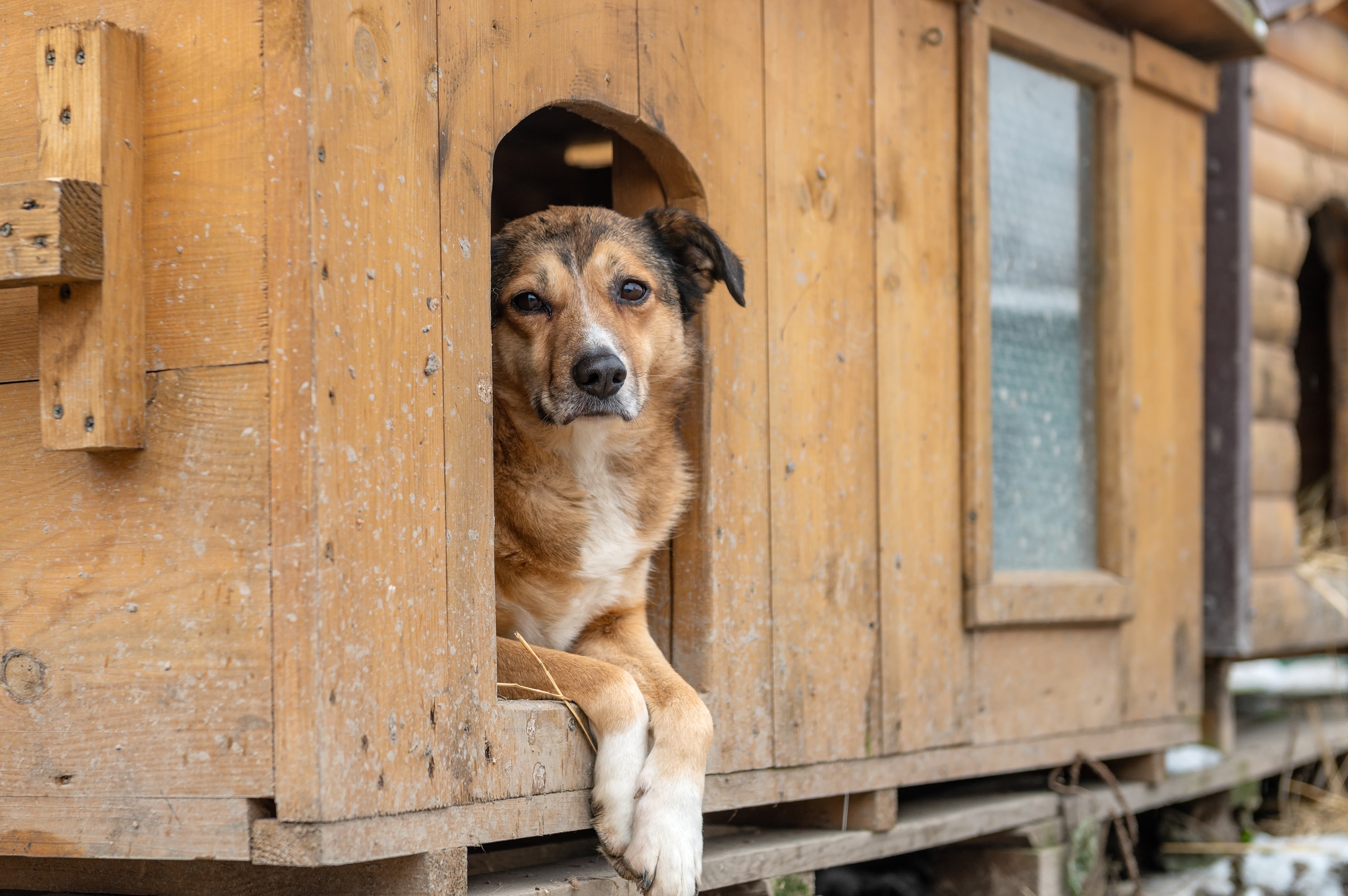 Imagem de um cachorro vira-lata branco, amarelo e preto deitado com as patas para fora em uma casinha de cachorro de madeira.