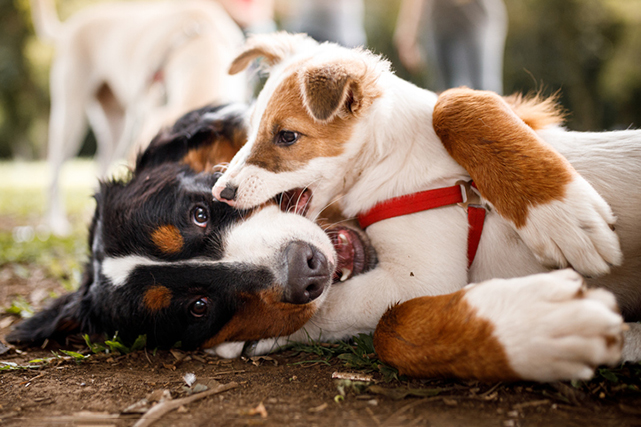 Cão branco e marrom brincando de morder com outro cão preto, branco e marrom que esta deitado no chão com terra e grama. 