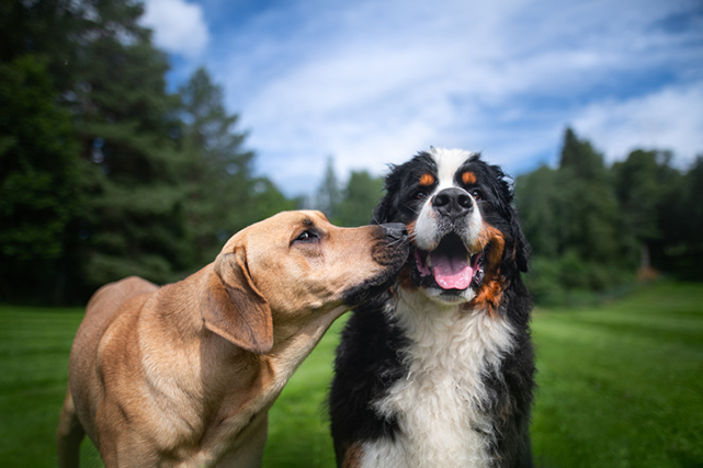 Cão preto e marrom com bota bege na boca em posição de fuga. 