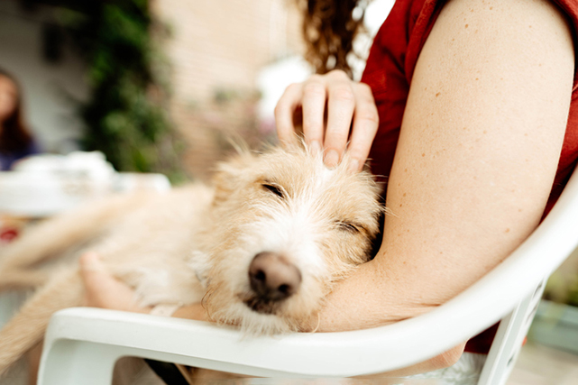  cão branco deitado e dormindo em colo de pessoa de roupas verdes