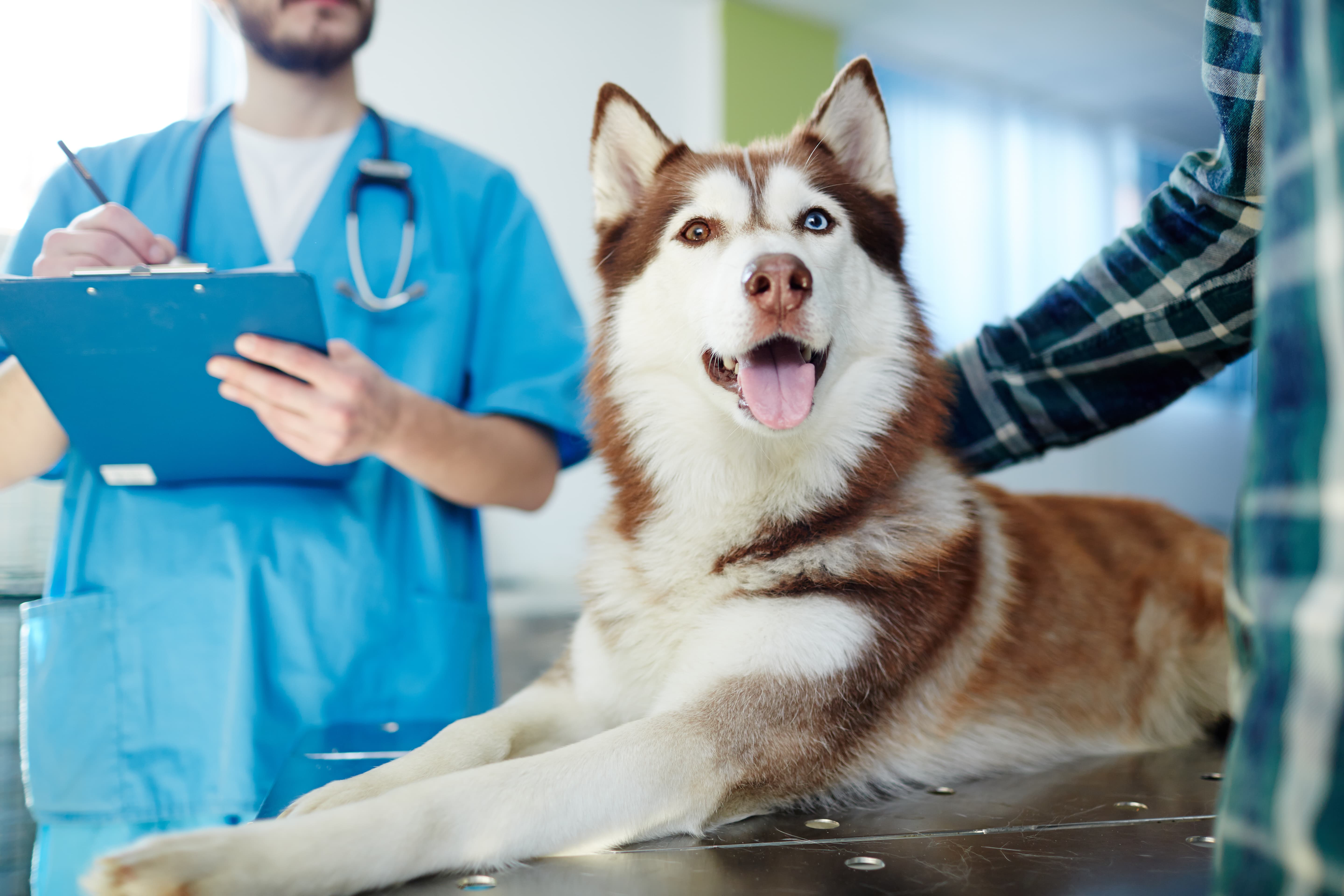 Imagem de um Husky marrom e branco com heterocromia e dermatite canina deitado sobre a maca de um hospital veterinário, com seu tutor de um lado e o médico veterinário do outro, com um estetoscópio e segurando uma prancheta.