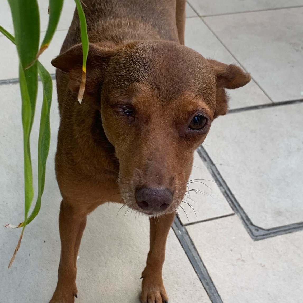 Imagem de um cachorro caramelo