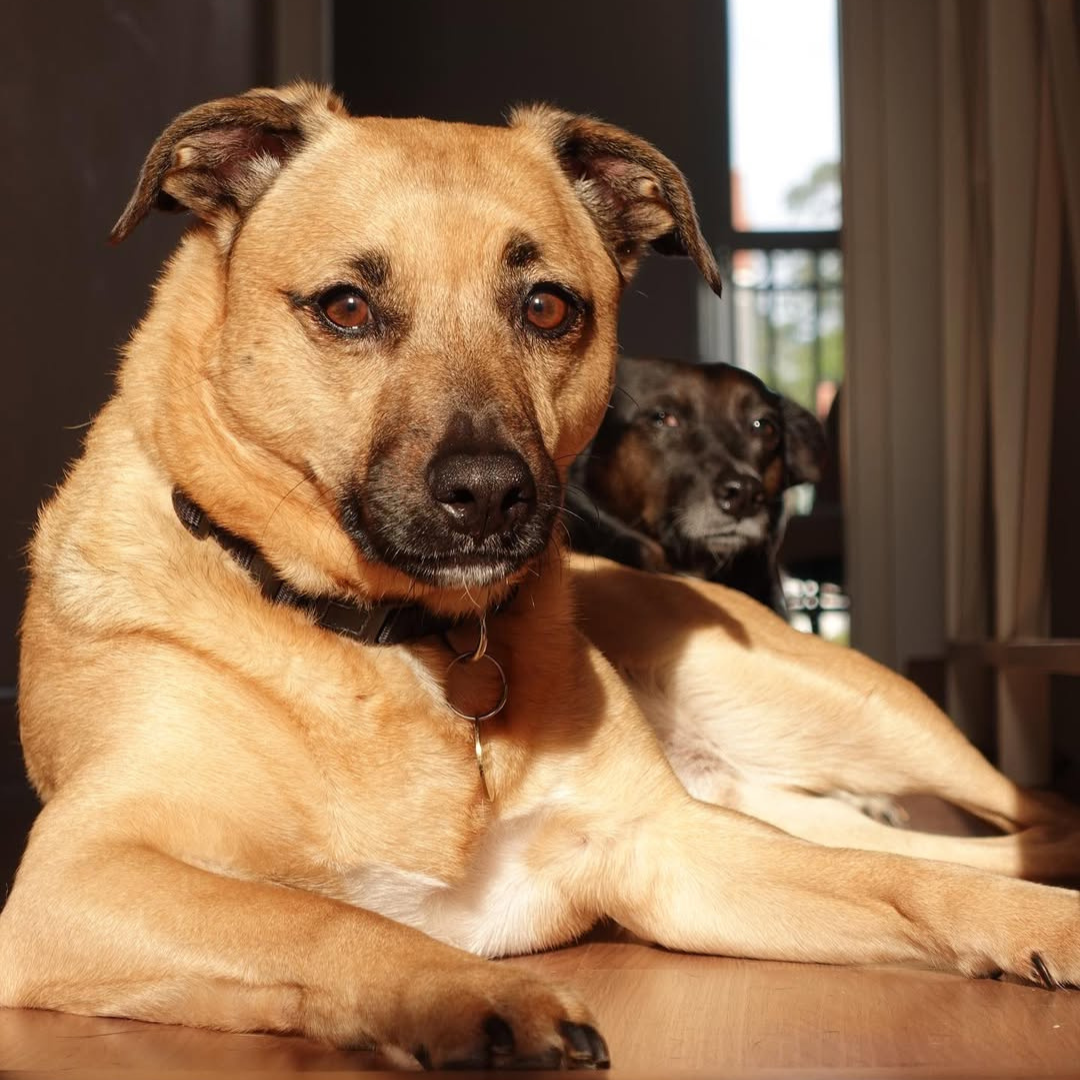 Imagem de um cachorro caramelo