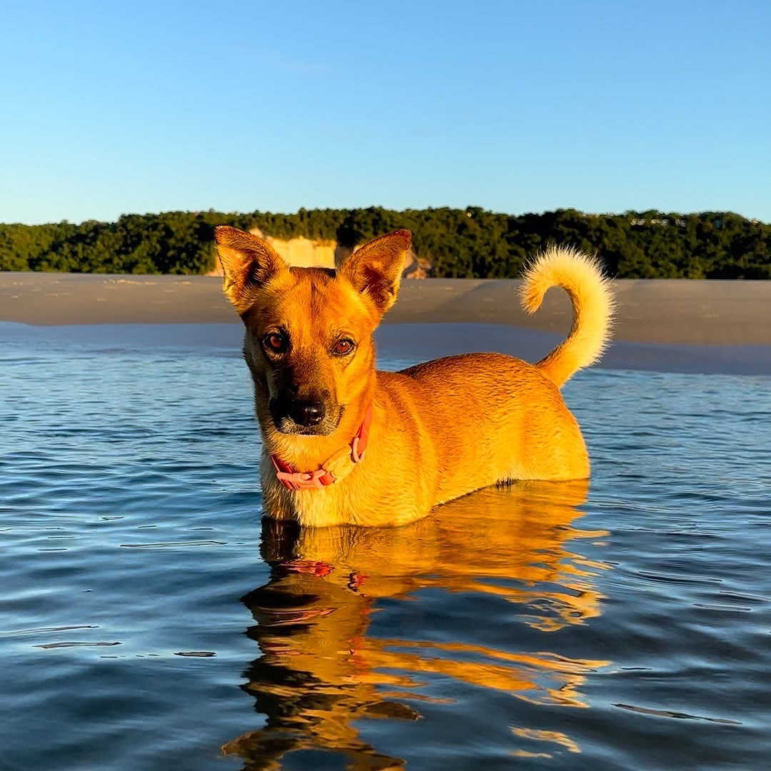 Imagem de um cachorro caramelo