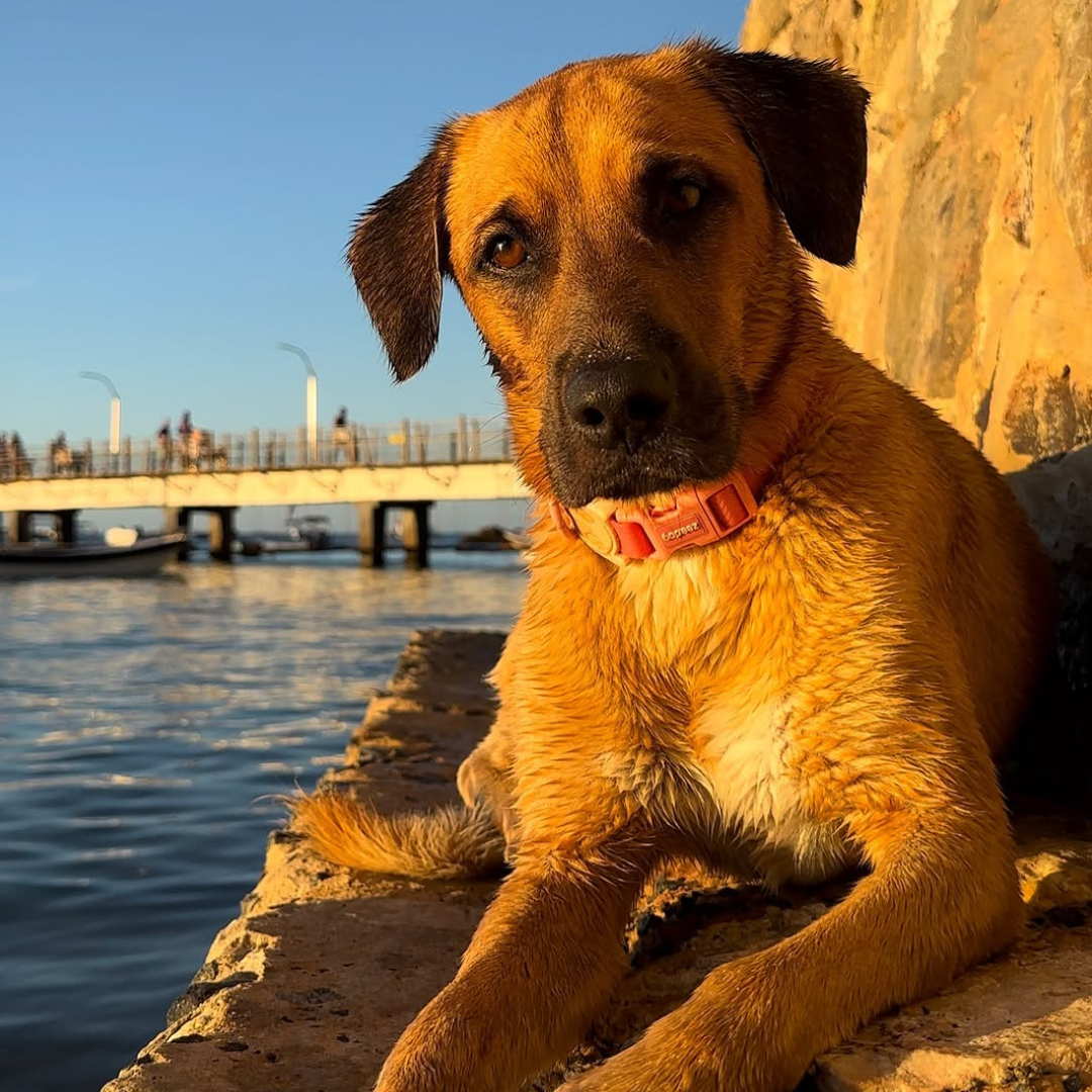 Imagem de um cachorro caramelo