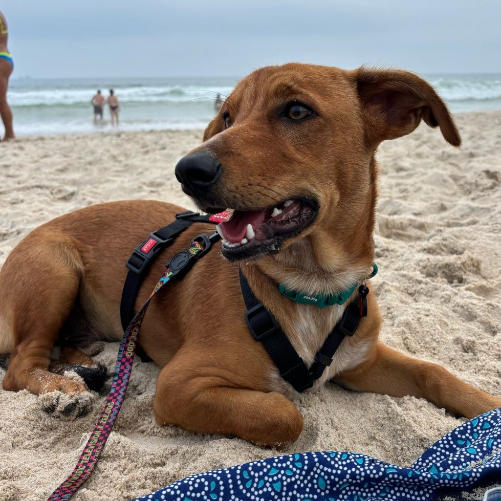 Imagem de um cachorro caramelo