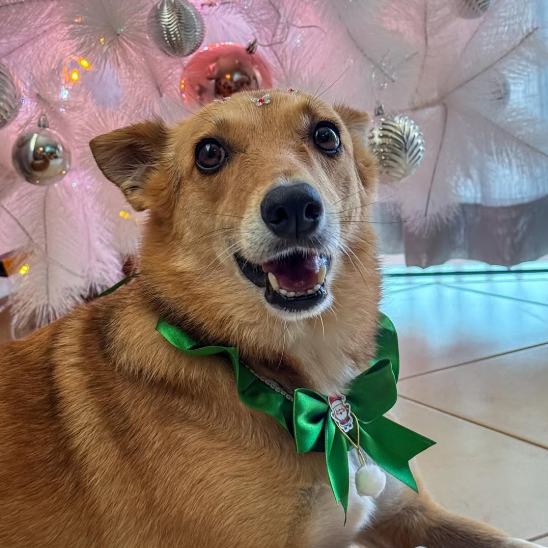 Imagem de um cachorro caramelo