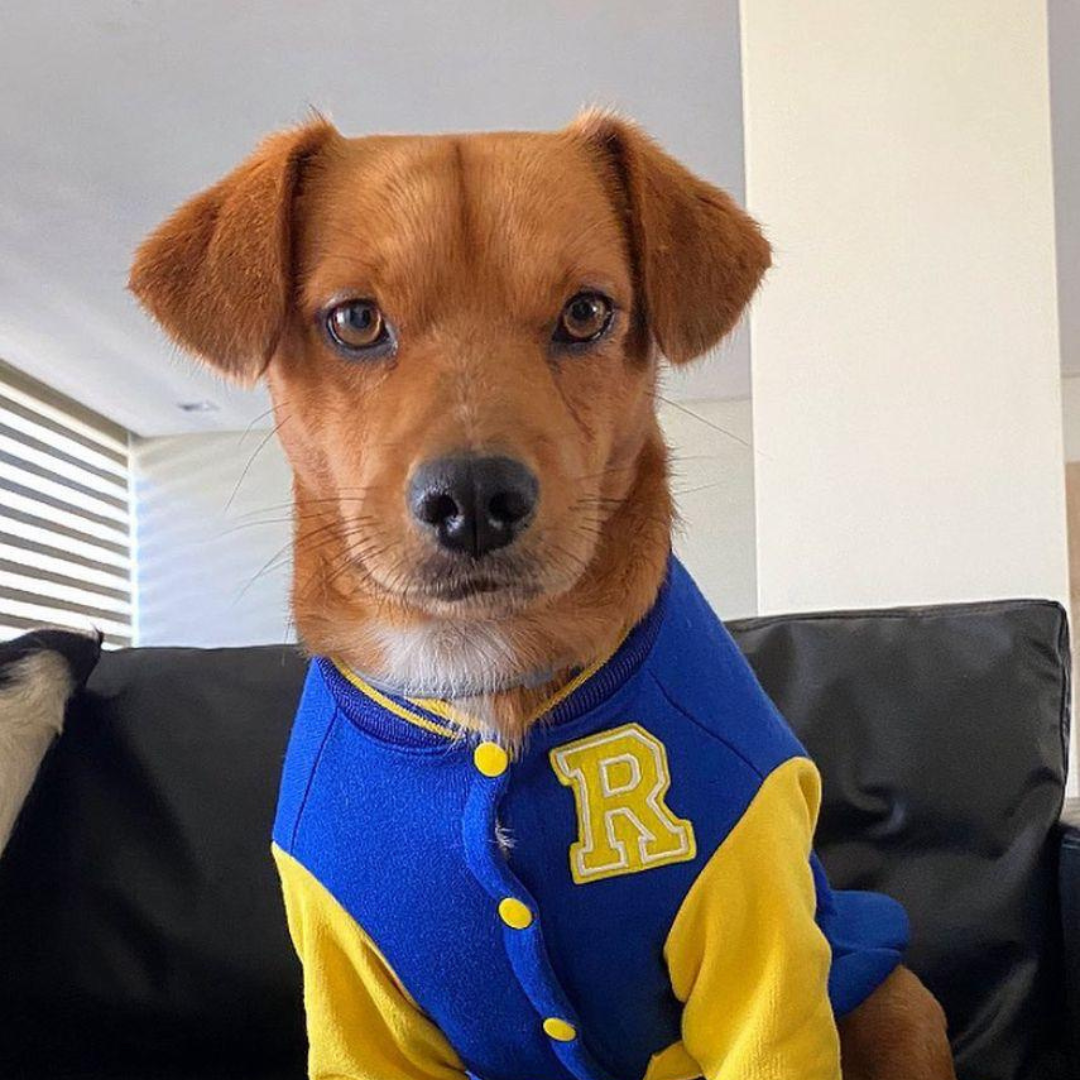 Imagem de um cachorro caramelo