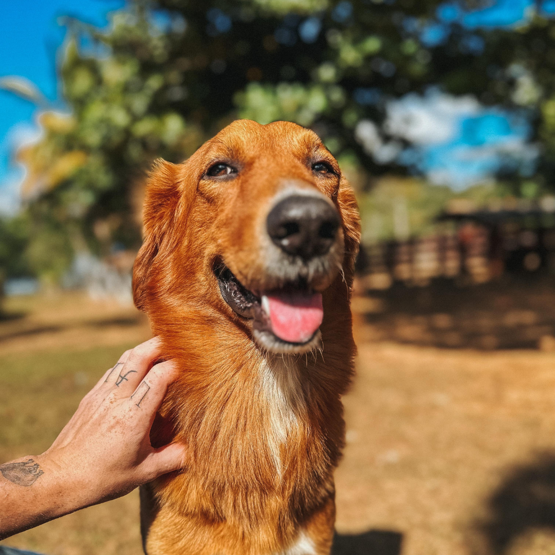 Imagem de um cachorro caramelo