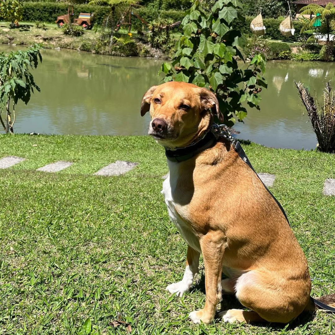 Imagem de um cachorro caramelo