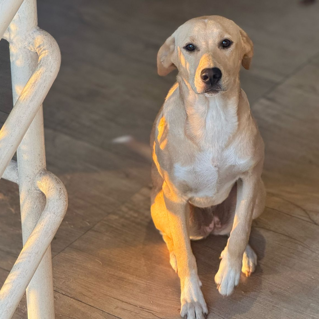 Imagem de um cachorro caramelo