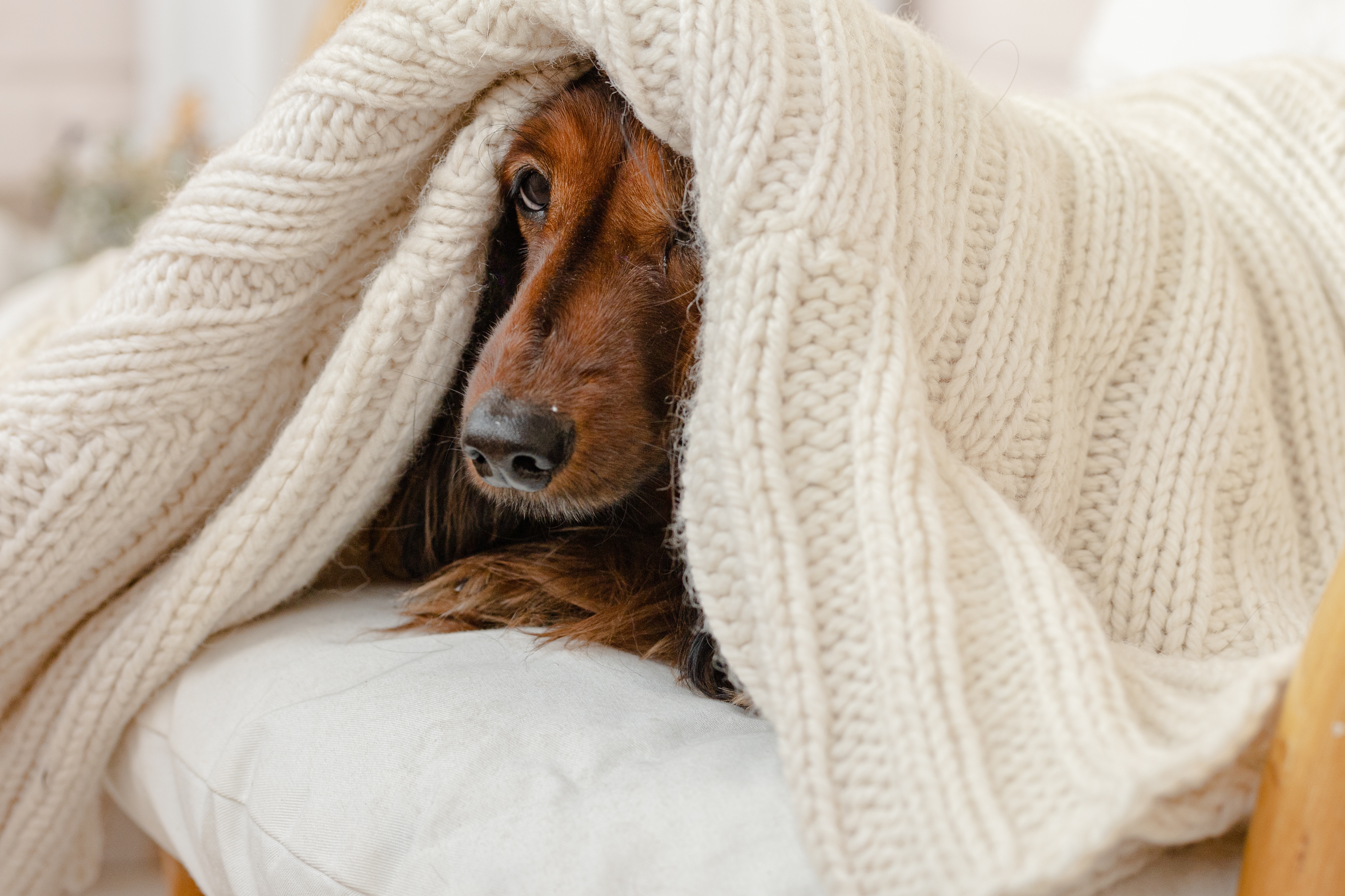 Cão marrom deitado na cama, parcialmente coberto por um cobertor de tricô bege
