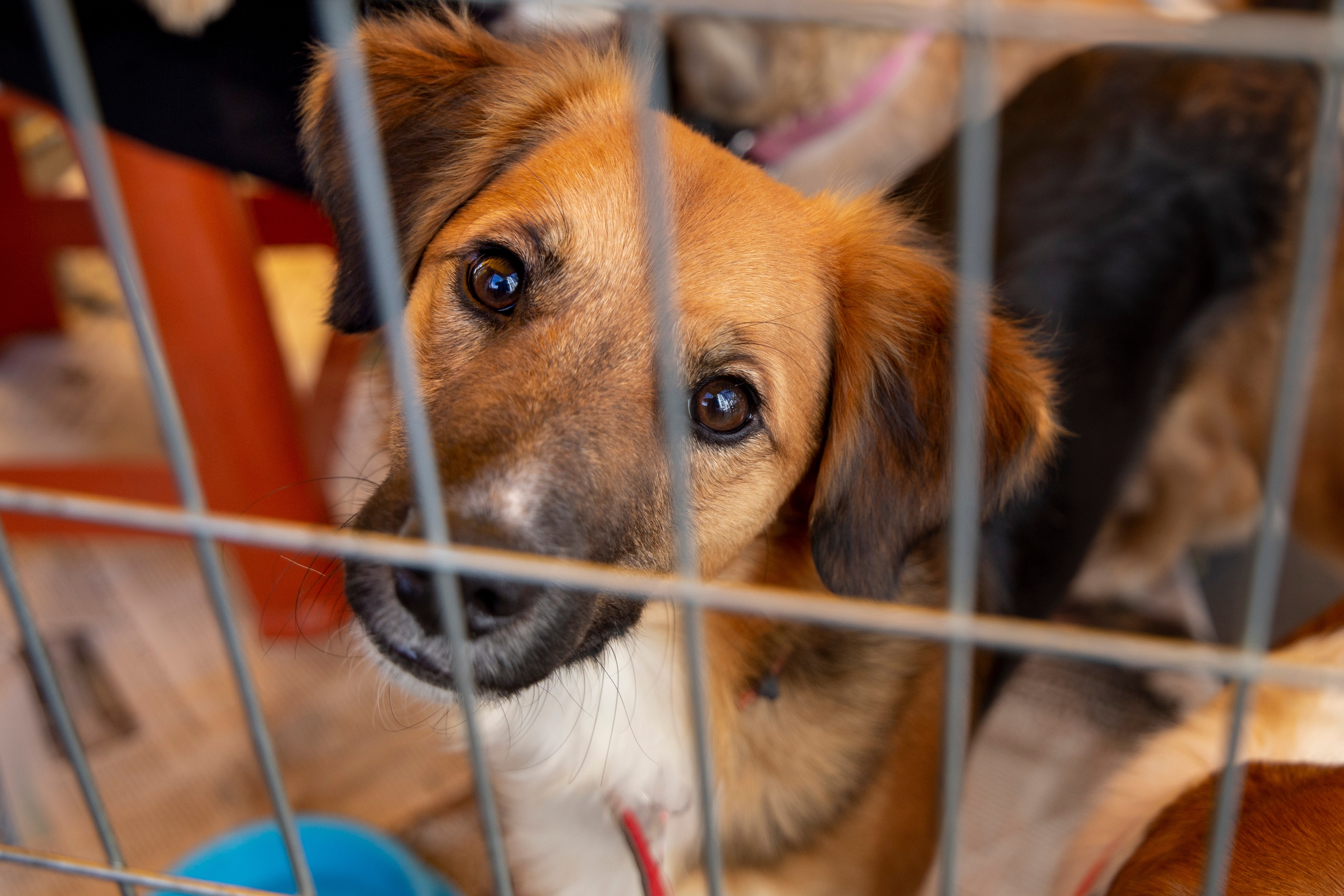 Cachorro para adoção olhando através das grades de um canil.