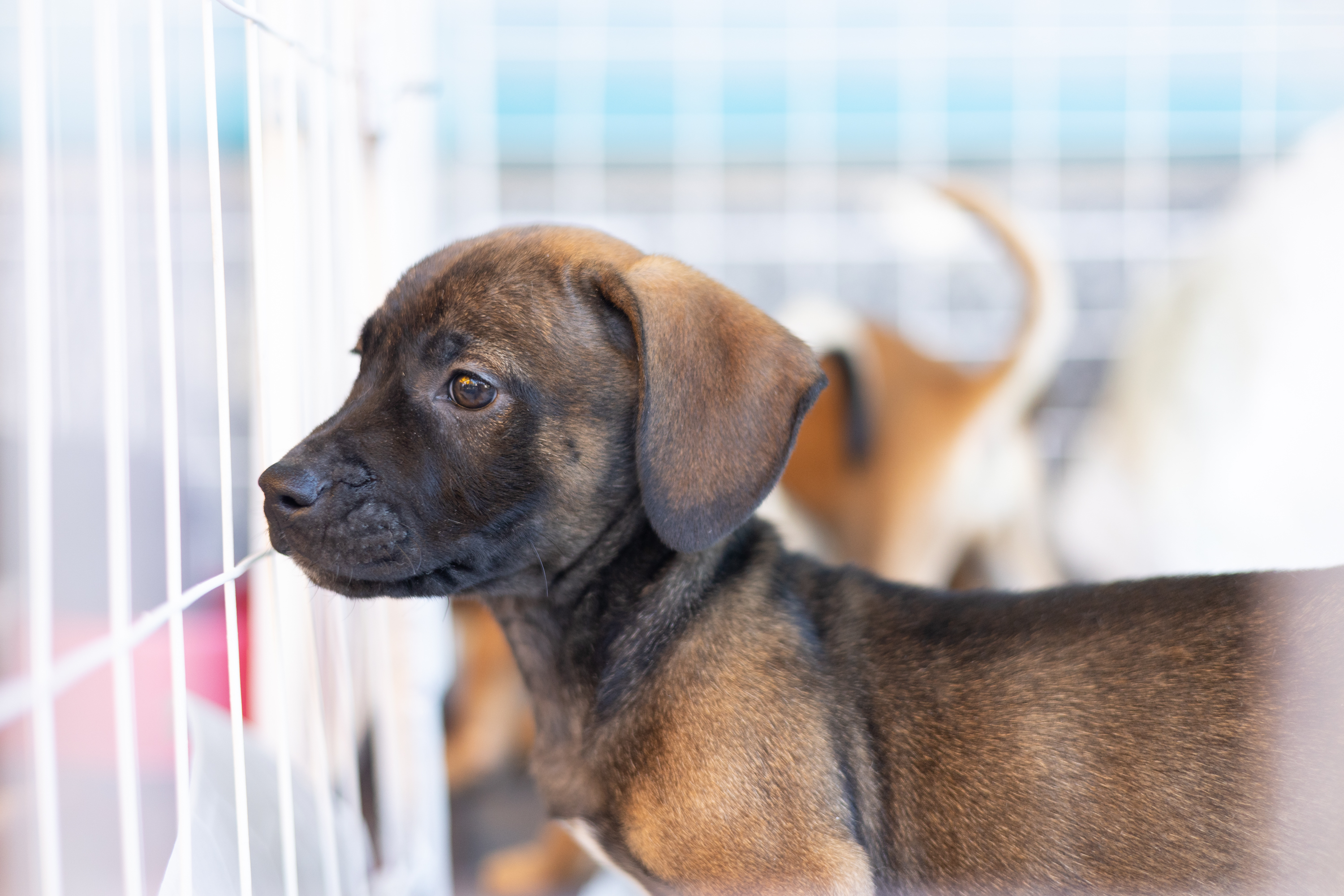 Cachorro para adoção olhando através das grades de um canil.
