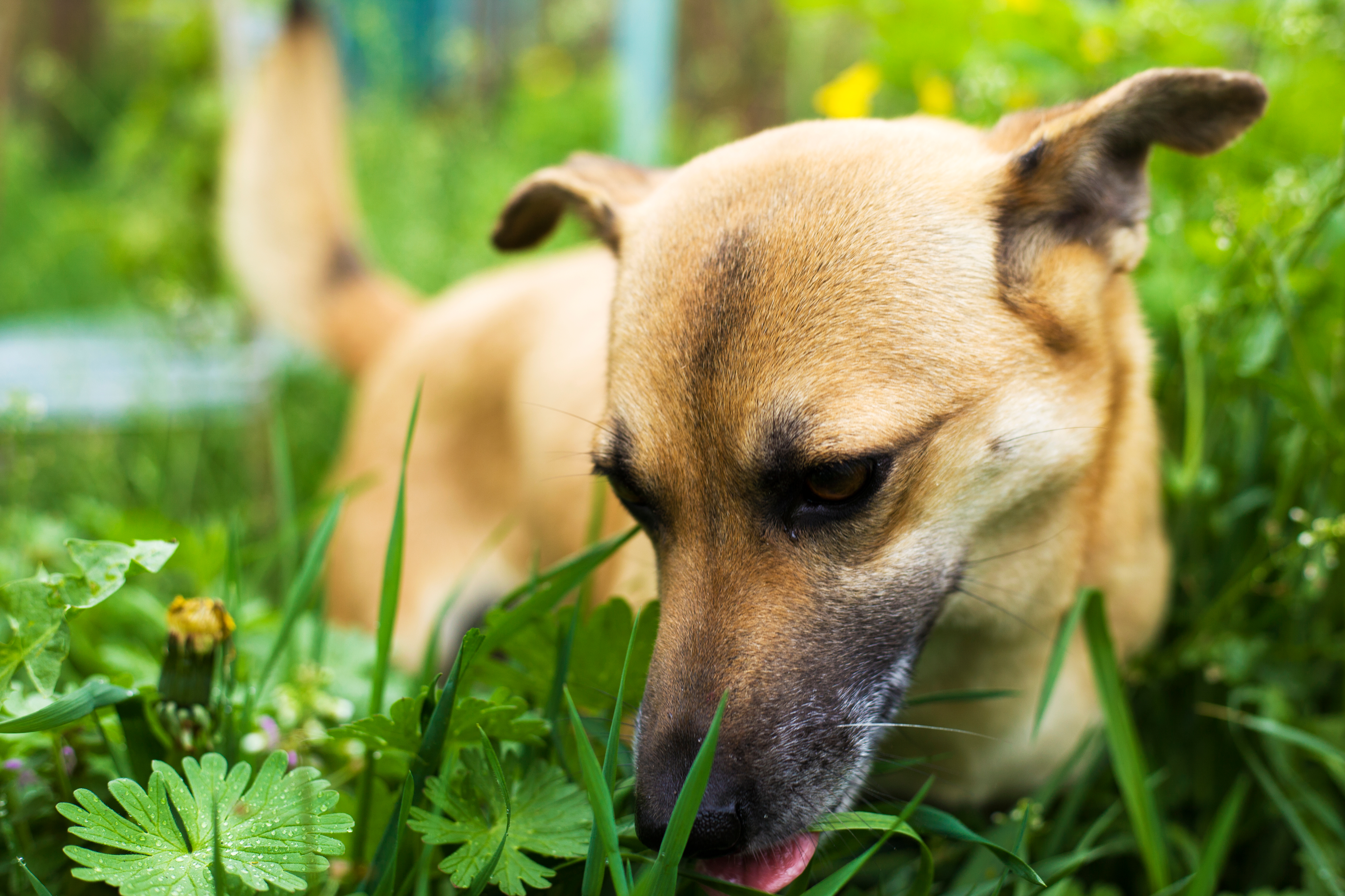 Cachorro vira-lata caramelo cheirando grama verde no jardim durante o dia.