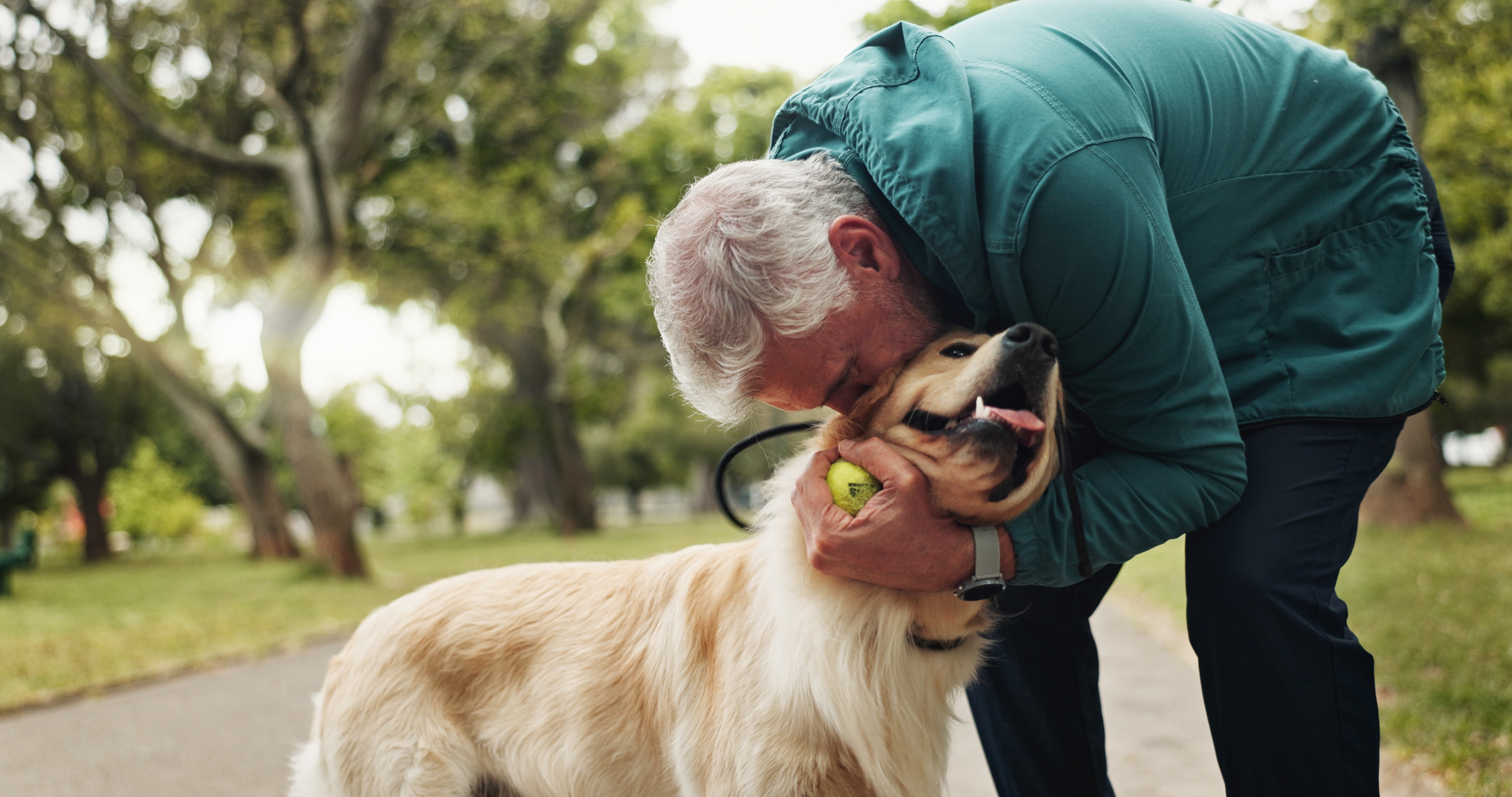 Homem idoso brincando com cachorro Golden Retriever segurando bola de tênis em parque.