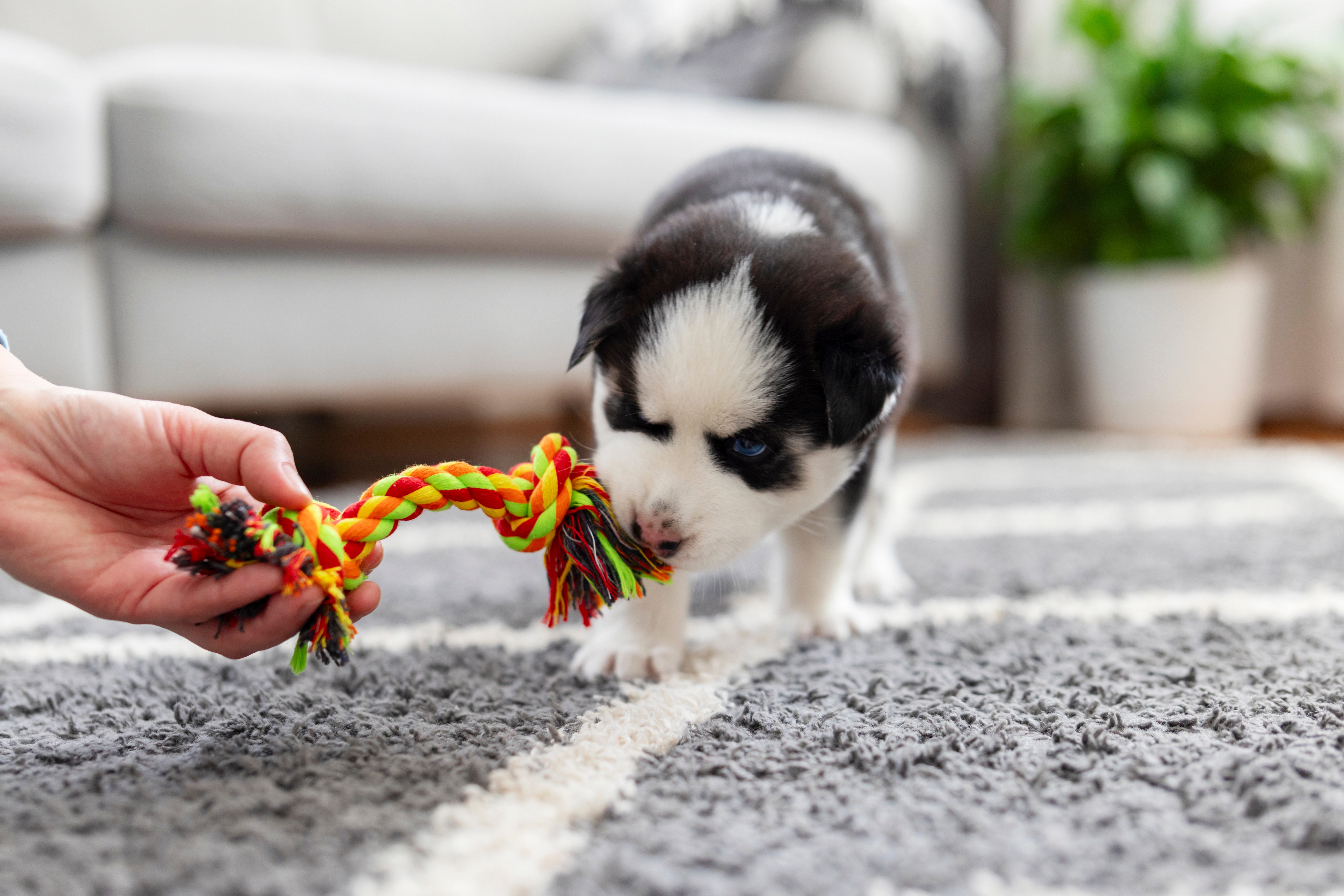 Pessoa segurando um brinquedo de corda colorido enquanto brinca com um filhote de cachorro em um tapete cinza dentro de uma sala com sofá e planta ao fundo.