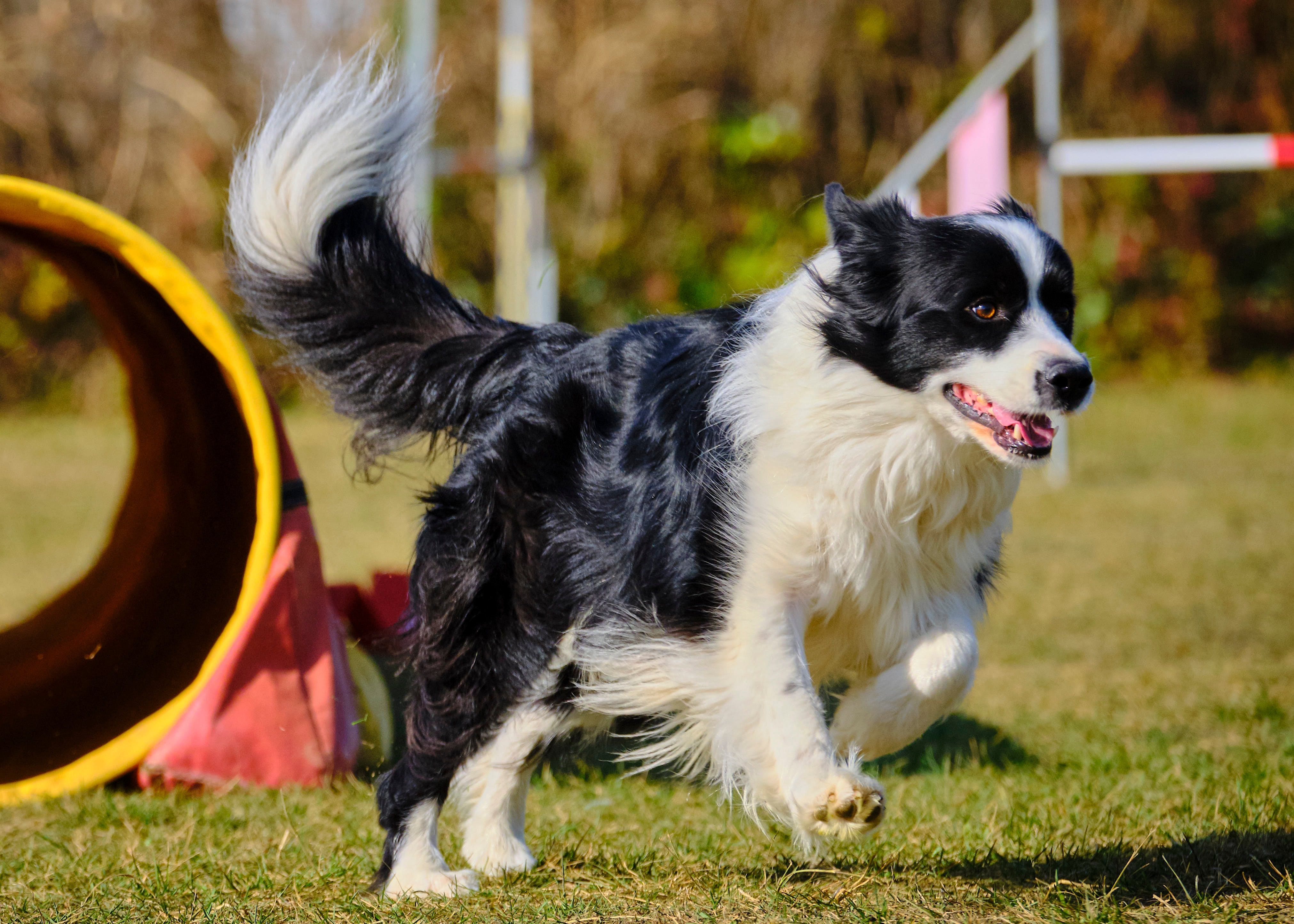 Cachorro da raça Border Collie com pelagem preta e branca correndo em um campo de grama ao lado de um túnel de agilidade vermelho e amarelo, em um ambiente de treinamento ao ar livre.