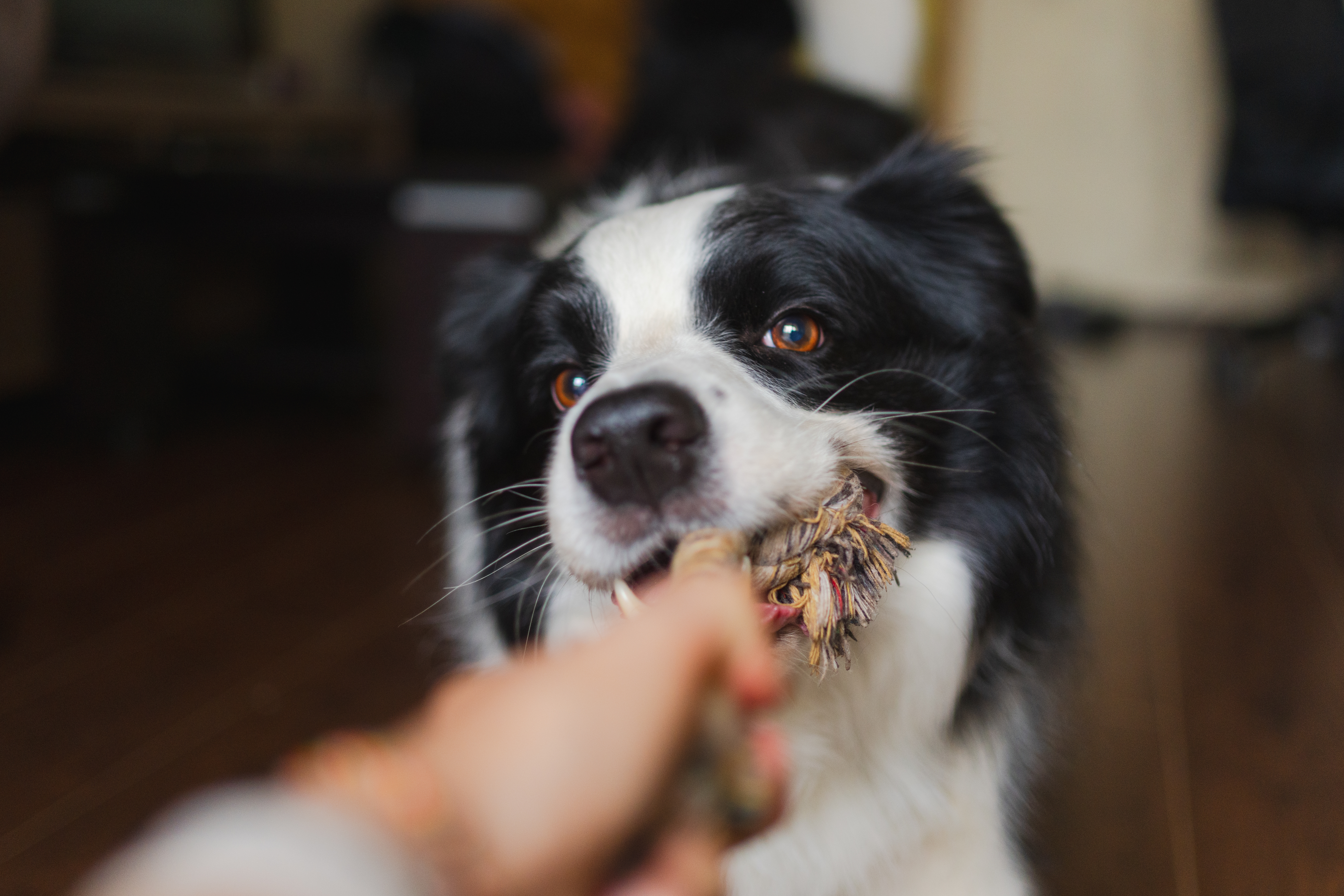 Cachorro da raça Border Collie com pelagem preta e branca brincando de cabo de guerra com um brinquedo de corda, segurado por uma mão humana, em um ambiente interno.