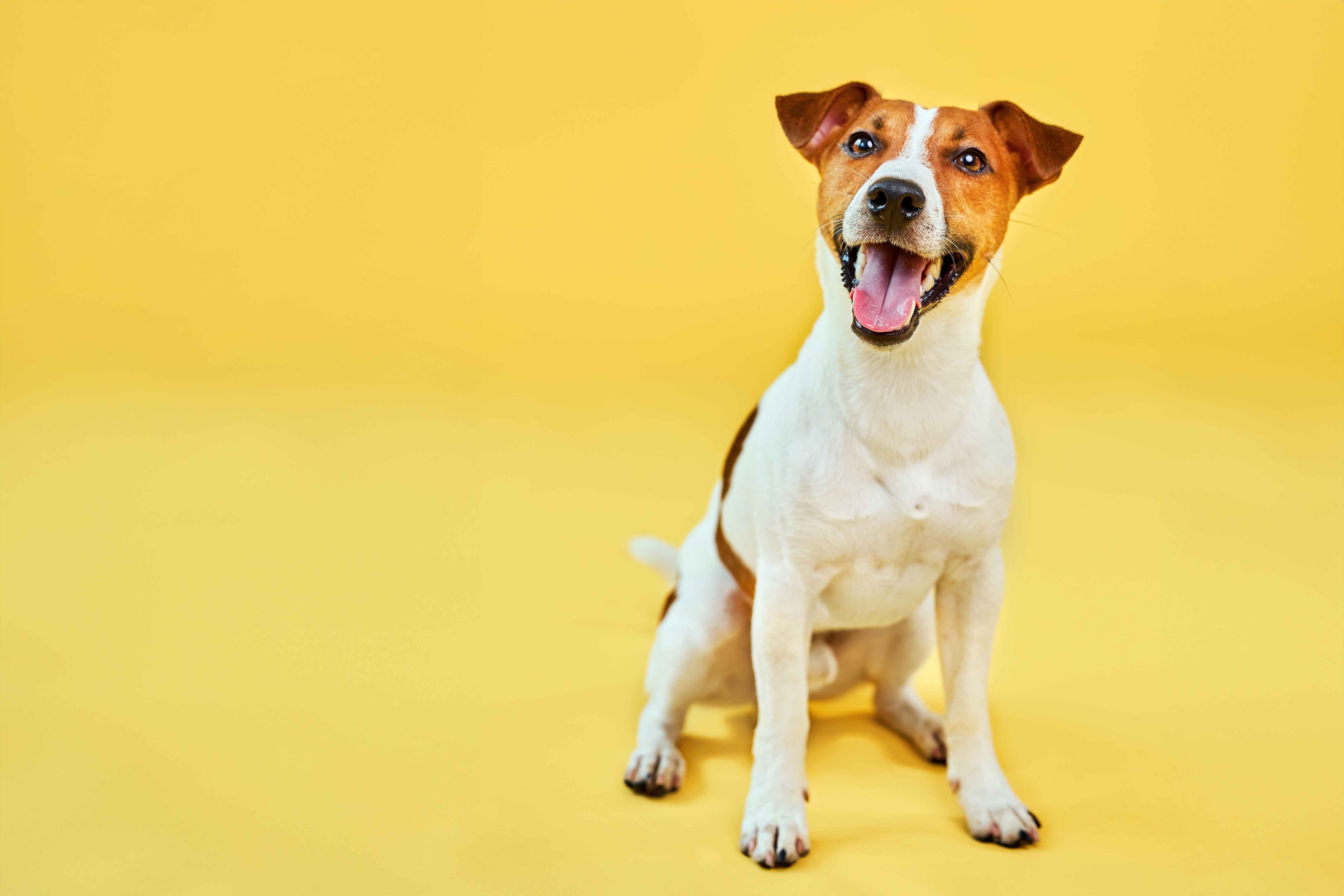 Cachorro da raça Jack Russell Terrier sentado em um fundo amarelo, a mesma raça do cão Milo, do filme O Máscara