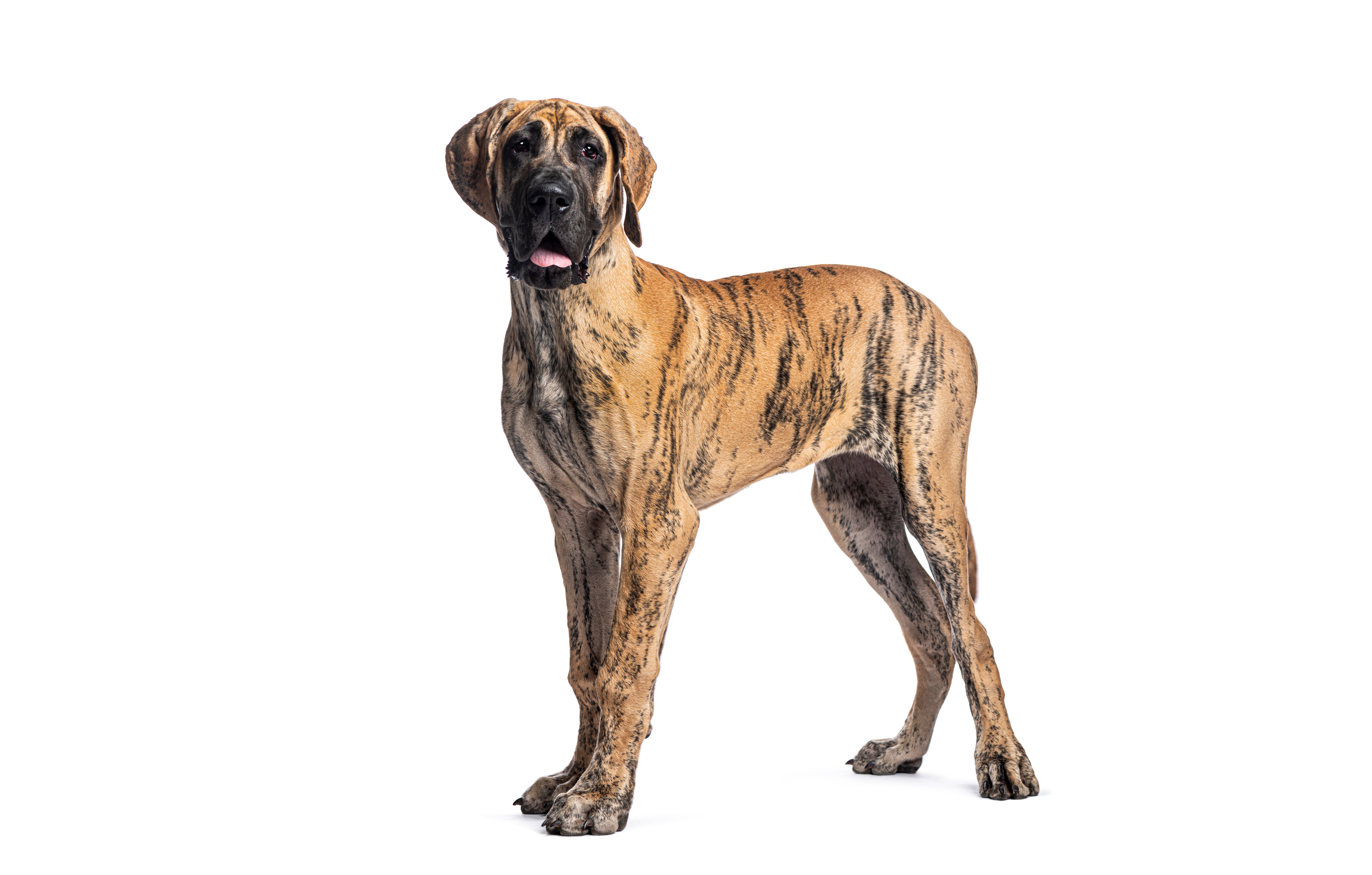 Cachorro da raça Dogue Alemão marrom tigrado em pé, a raça que inspirou o personagem Scooby-Doo